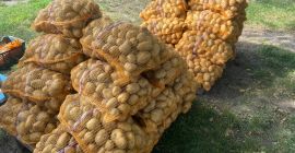 Ziemniaki odmiany DENAR 40 worków po 15 kg. Niemyte,