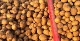 Ziemniaki sprzedawane są po 0,30 euro za kg. [Telefon]