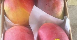 Mango fresh ,tree ripe, ready-to-eat imported from Egypt to