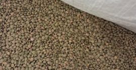 Do 23 000 kg soczewicy drobnolistnej sprzedaje się po