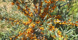 Rokitnik zwyczajny, odmiany Clara i Mara. Stan zamrożony.