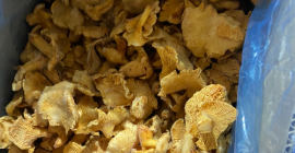 We have 8 tons of cleaned, frozen chanterelles for