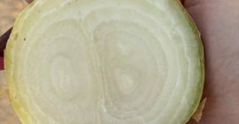 Sprzedam cebulę suchą odmiany Stuttgarter więcej informacji pod numerem