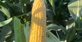 Kukurydza cukrowa (sweet corn) super słodka Kiara f1. Prosto
