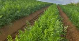 Oferuję świeżą marchew w jakości handlowej, klasa konsumpcyjna, z