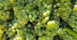 Sprzedaję winogrona DOC Pecorino doskonałej jakości. Zawartość alkoholu 19/21%.
