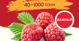 Jakość: 95/5 lub &gt;90% zawartości całych jagód Opakowanie: 10