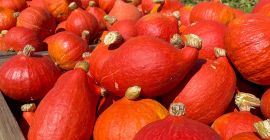 Witam, sprzedam dynię hokkaido świeżo zerwana na[telefon] moment około