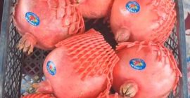 Eksport świeżych granatów z Uzbekistanu, opakowanie: plastikowe pudełko, karton