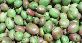 Sprzedam owoce mini kiwi. Tegoroczny zbiór. Odmiana Bingo.