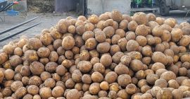 Sprzedam ziemniaki jadalne prosto z pola odmiana: - gala