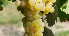 Sprzedaję certyfikowane białe winogrona Frascati DOC Malvasia i Trebbiano,