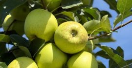 Jabłka klasy 1, odmiany Red Delicious i Golden Delicious,