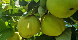 FIA GOGOT FRUIT WPROWADZA NA RYNEK NOWY OWOC WYBORU