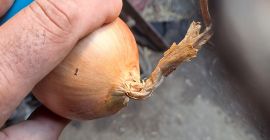 Sprzedam cebulę nadającą się na worek z cienką szyjką,