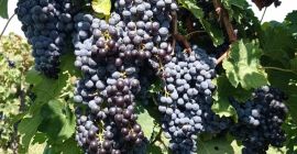 Winogrona. Merlot, Malvasia, Trebbiano Toscano. okolice Cerveteri.