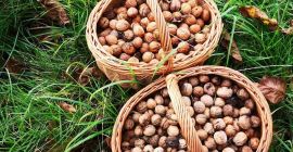 Witam sprzedam orzechy włoskie z sadu ekologiczne , posiadam