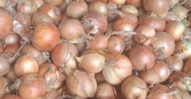 Cześć. Szukam żółtej cebuli na eksport, kaliber 60-70+. Więcej