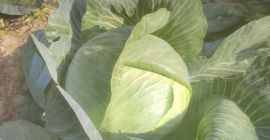 Witam posiadam na sprzedaż kapuste białą poznią, marchew i