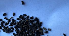 Ogórecznik lekarski pestka dyni Gospodarstwo Rolne zlokalizowane we wschodniej