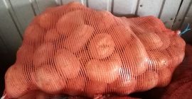 Sprzedam ziemniaki jadalne Jurek. Sadzone z sadzeniaka kwalifikowanego. Duże,