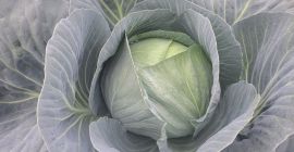 Sprzedam kapustę białą i czerwoną Dowolna ilość od małej