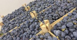 Sprzedajemy śliwki Stanley.