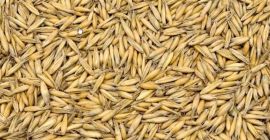 Sprzedam owies ekologiczny Posiadam aktualny certyfikat ekologiczny Ok. 100