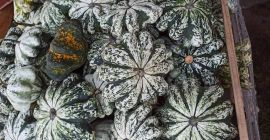 Sprzedam duże ilości dyni ozdobnej. Różne rodzaje. Więcej informacji