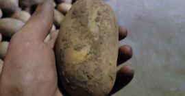 Witam , mam do sprzedania ziemniaki z własnego gospodarstwa