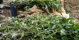 Certyfikowana organiczna mięta pieprzowa