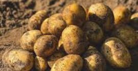 Producent oferuje wysokiej jakości ziemniaki Soraya (inne odmiany dostępne