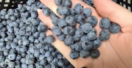 Sprzedam ok. 2 tony elliota świeżego w skrzynkach 4kg