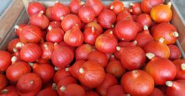 Sprzedam ok. 100 ton dyni hokkaido. Dynia piękna, bardzo