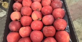 Red Delicious kaliber 70+, opakowania kartonowe na całą Europę