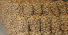 Witam Sprzedam ziemniaki odmiany Colomba, duże (powyżej 5,5). Ziemniaki