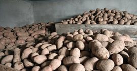 Sprzedam ziemniaki, Red Lady sortowane od 50+, ładny zdrowy