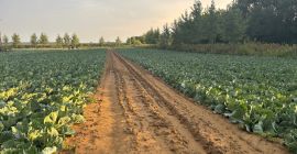 Oferuję na sprzedaż dużą ilość kapusty. Odmiana: Green lunar