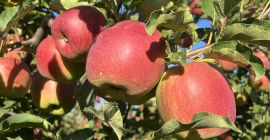 Sprzedam jabłka w skrzyniopalety kupującego lub w swoich. Gala