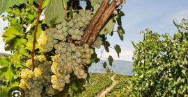 Sprzedam winogrona Fiano di Avellino.