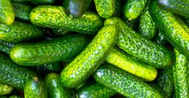 potrzebujemy ogórków kiszonych (3-6 cm) 20 ton lub więcej,