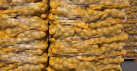 Witam, mam do sprzedania ziemniaki z możliwością FITO. Oferuję