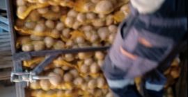 Ziemniaki żółte na sprzedaż w małych i dużych partiach.