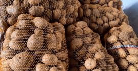 Sprzedaż hurtowa ziemniaków wysokiej jakości – eksport / rynek