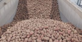 Nagykereskedelmi értékesítésben vörös és sárga burgonyát kínálunk. Big bagben,