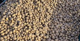 Mam do sprzedania ziemniaka odmiany Retsonia i soraya Retsoni