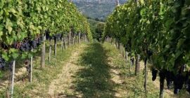 Sprzedaję winogrona Aglianico di Montemarano, pochodzące z rodzinnych winnic