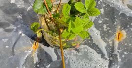 witam mam do sprzedania sadzonki truskawek