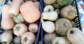 Dynie na Halloween do dekoracji