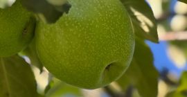 Sprzedam 50-60 ton jabłek odmiany Granny Smith, klasa I,